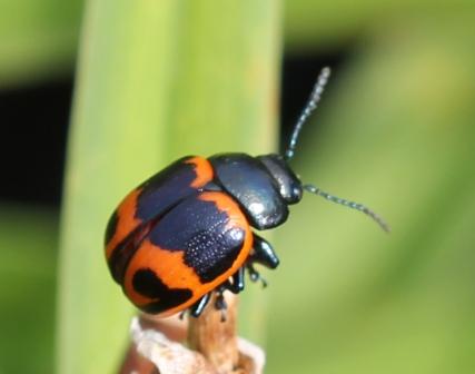 Beetle in Orange